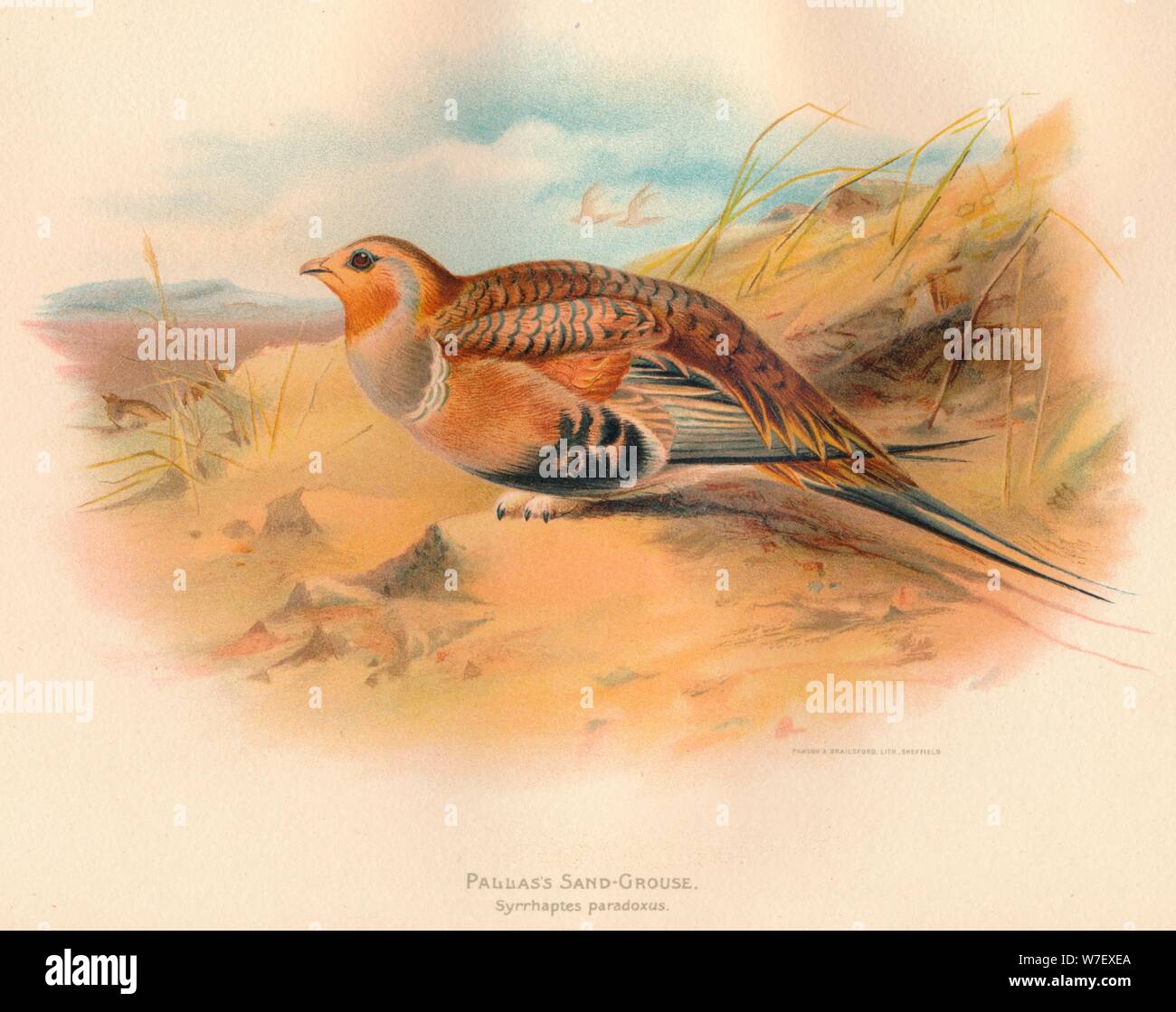 sand-grouse-pallass-hi-res-stock-photography-and-images-alamy