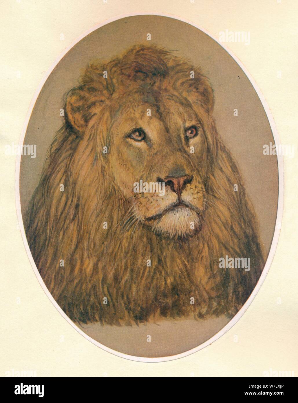 'Lion's Head', c1896. Artist: Frank Paton. Stock Photo