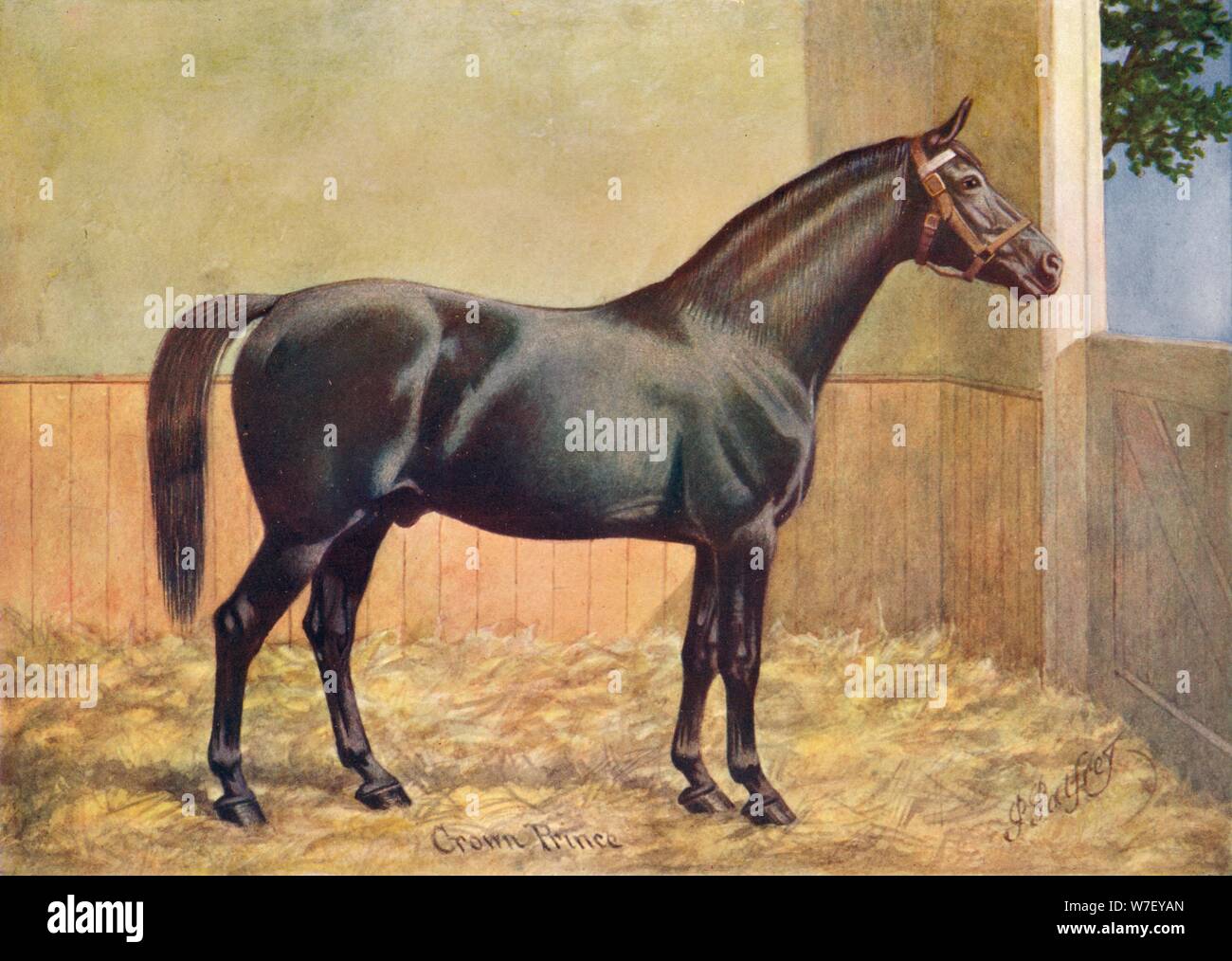 Yorkshire Coach Horse stallion Crown Prince, 1902 (c1910). Artist: Henry  Powell Palfrey Stock Photo - Alamy