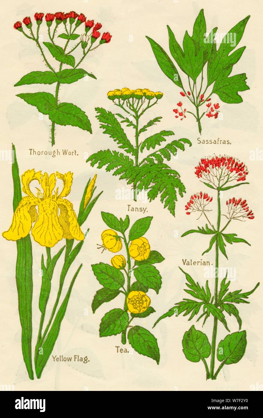 Flowers: Thorough Wort, Tansy, Sassafras, Valerian, Yellow Flag, Tea, Valerian, c1940. Artist: Unknown. Stock Photo