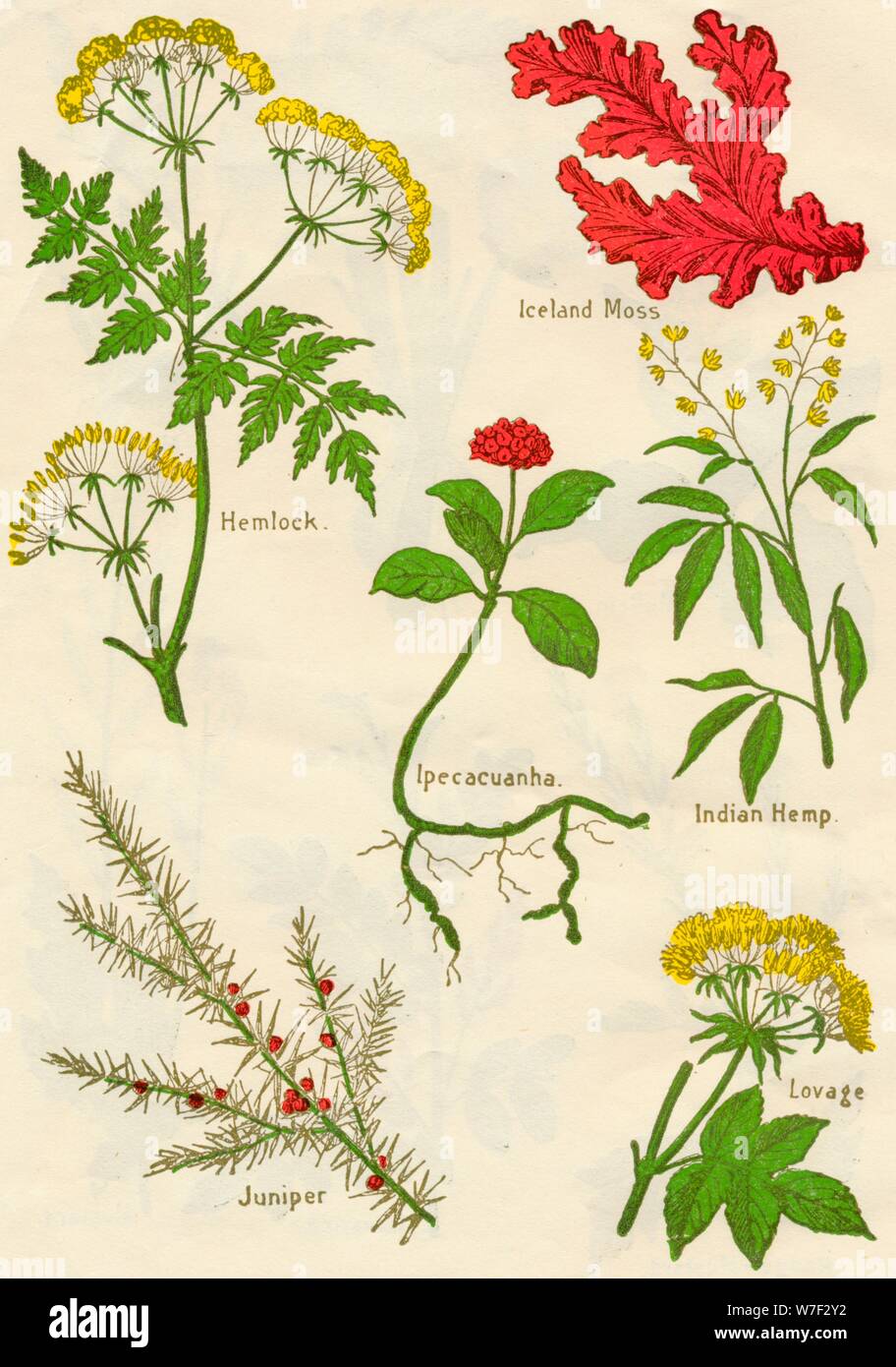 Flowers: Hemlock, Iceland Moss, Ipecacuanha, Indian Hemp, Juniper, Lovage, c1940. Artist: Unknown. Stock Photo