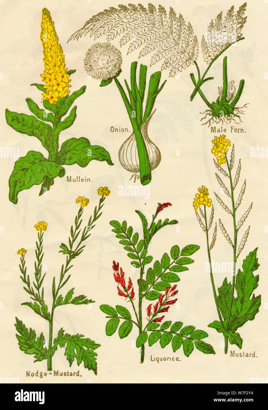 Flowers: Mullein, Onion, Male Fern, Nodge-Mustard, Liquorice, Mustard, c1940. Artist: Unknown. Stock Photo