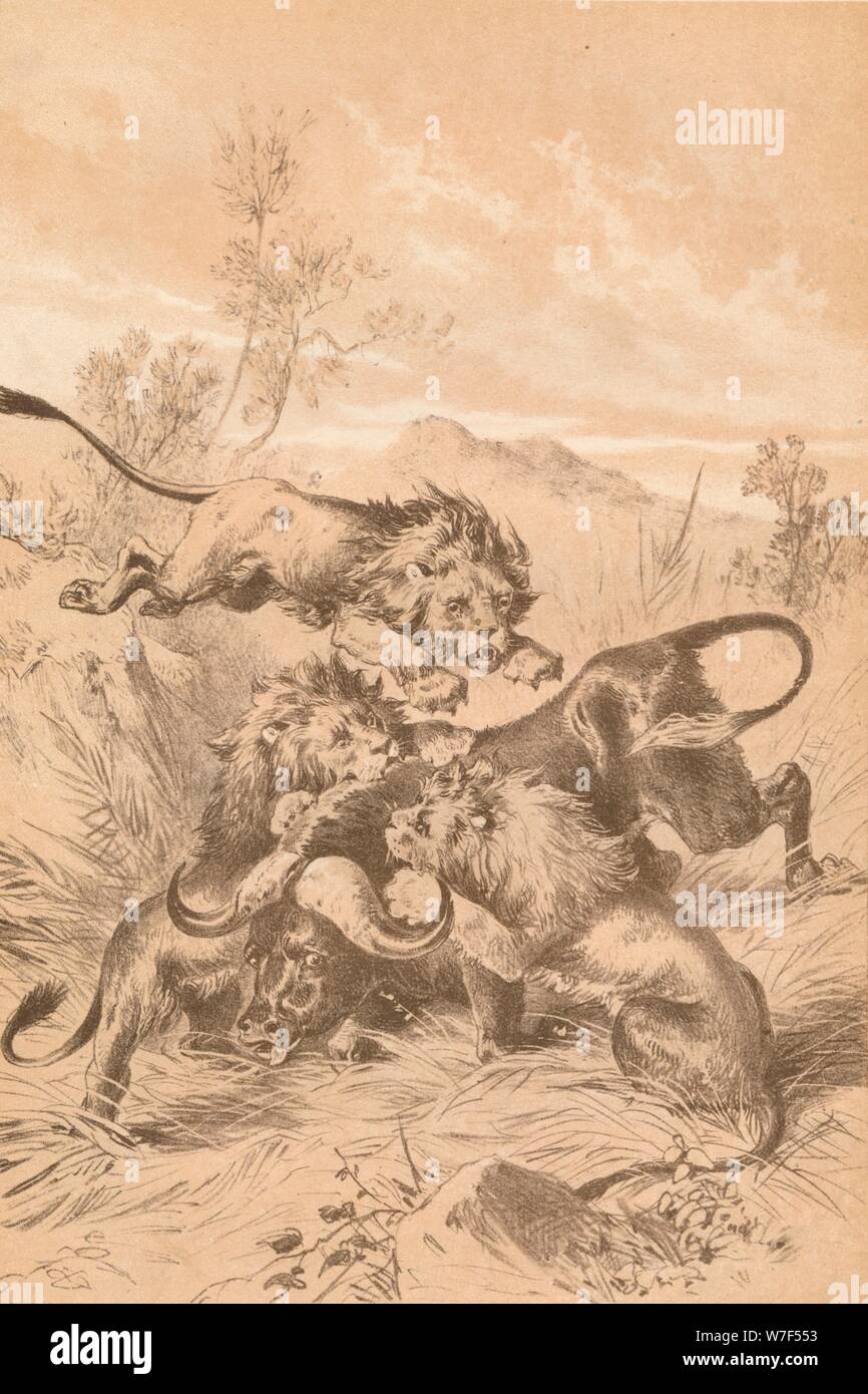 'Lions Attacking A Buffalo', c1880. Artist: Unknown. Stock Photo