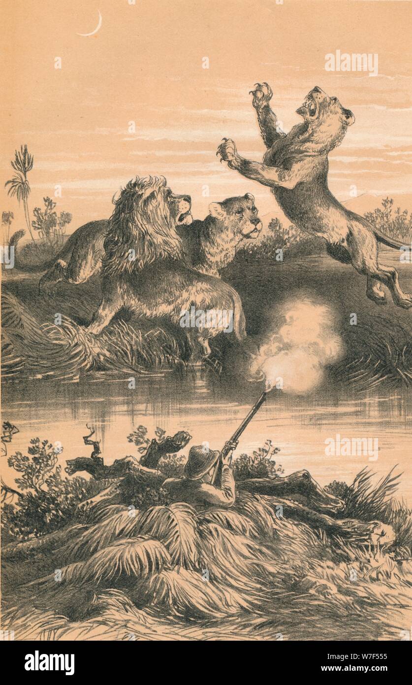 'Lion Hunting At Night', c1880. Artist Unknown Stock Photo Alamy