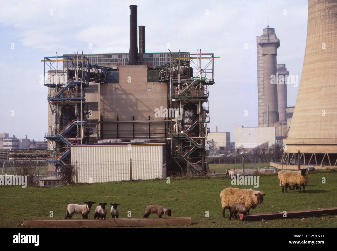 Cheviot-Black Sheep graze at Calder Hall Nuclear Power Station, Cumberland, 20th century. Artist: CM Dixon. Stock Photo