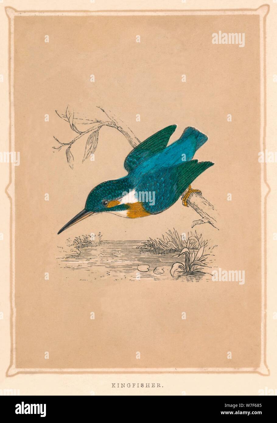'Kingfisher', (Alcedines), c1850, (1856). Artist: Unknown. Stock Photo