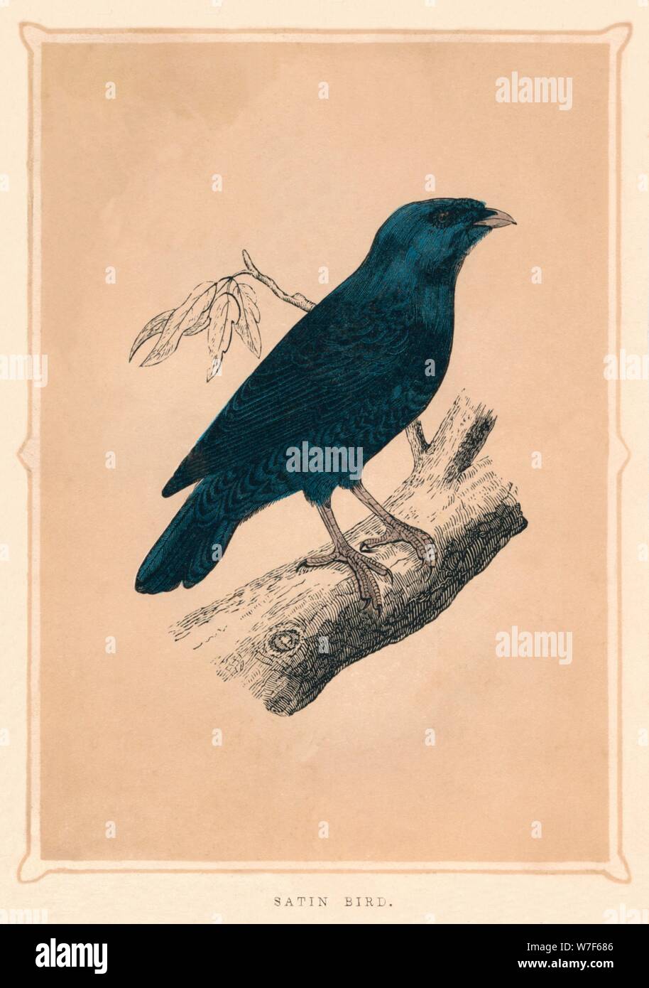 'Satin Bird', (Ptilonorhynchus violaceus), c1850, (1856). Artist: Unknown. Stock Photo