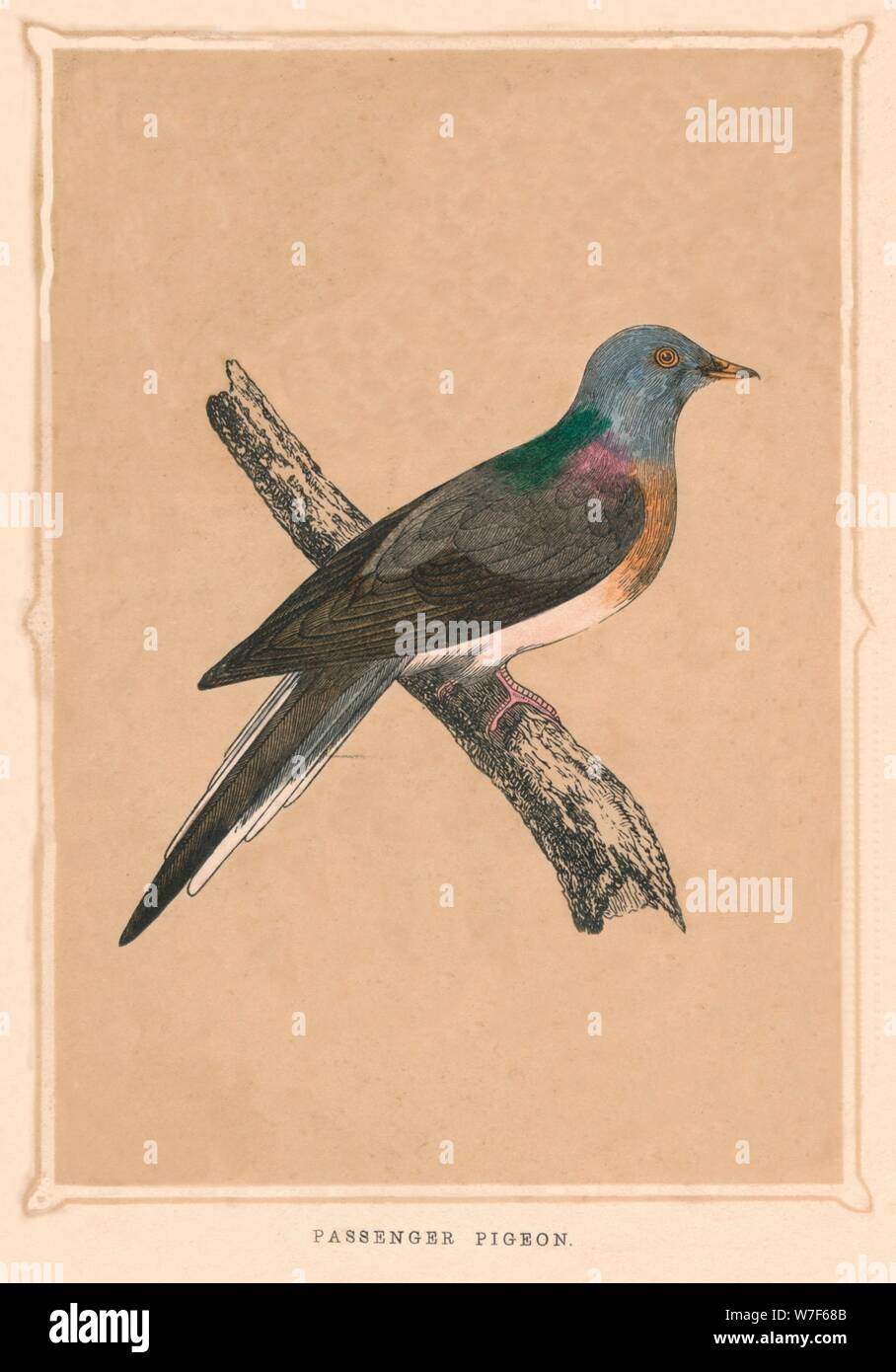 'Passenger Pigeon', (Ectopistes migratorius), extinct species, c1850, (1856). Artist: Unknown. Stock Photo
