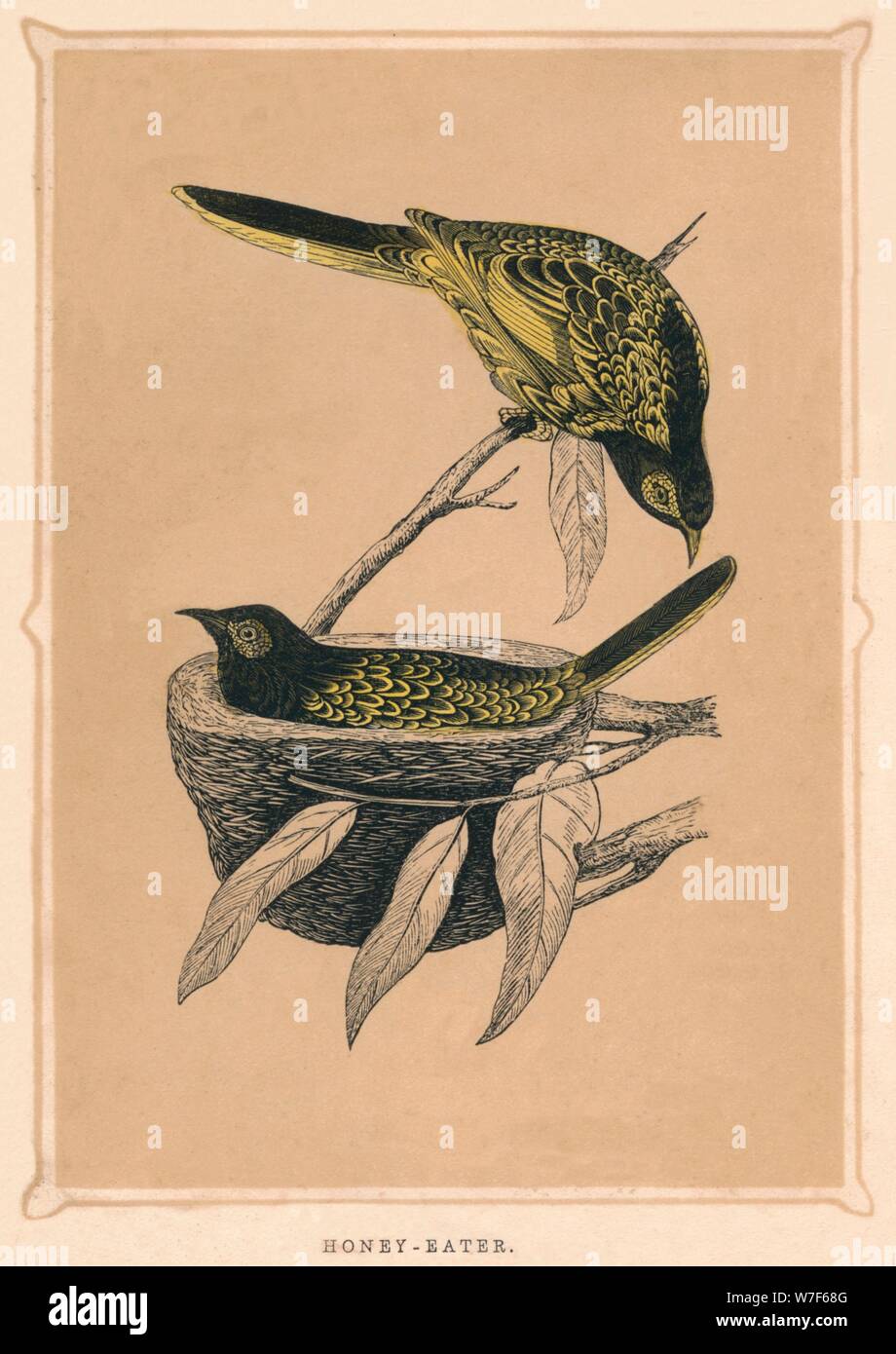 'Honey-Eater', (Meliphagidae), c1850, (1856). Artist: Unknown. Stock Photo