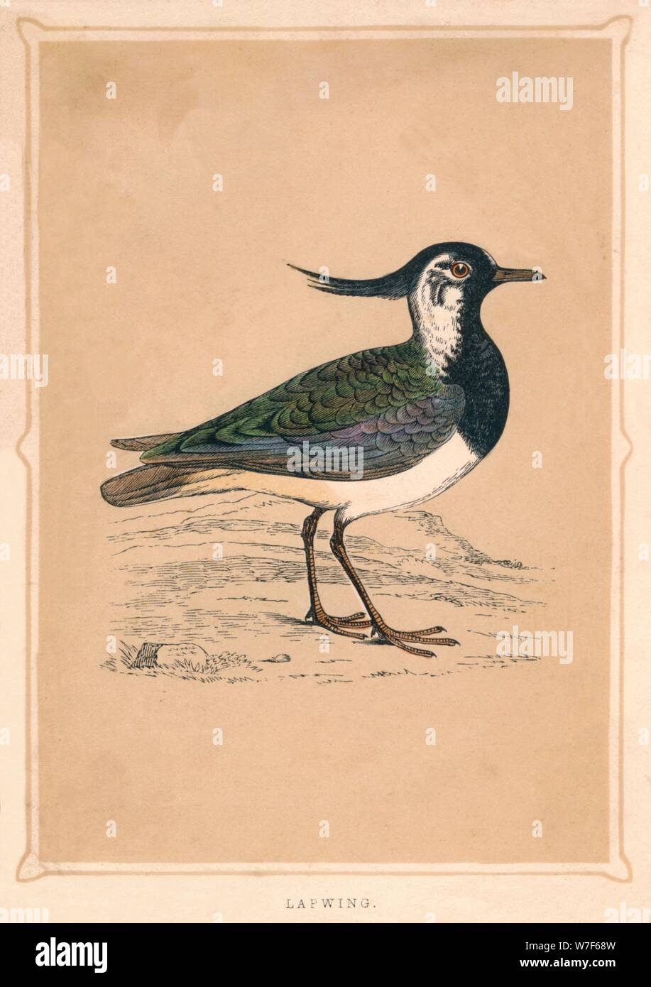 'Lapwing', (Vanellus vanellus), c1850, (1856). Artist: Unknown. Stock Photo