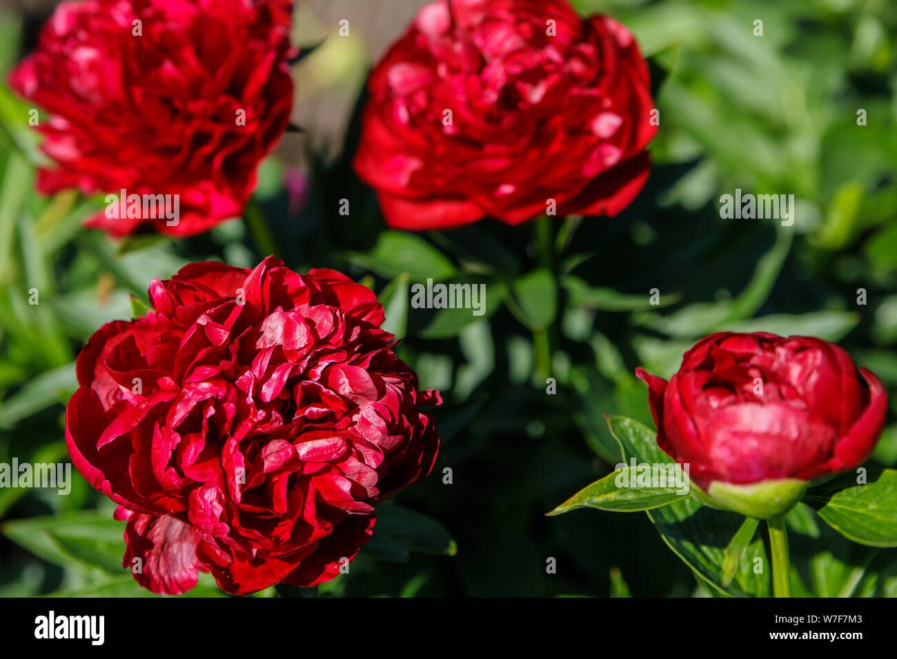Dark red peony flower on a blurry green background. Peony grade Henry Bockstoce. The concept of spring. Stock Photo