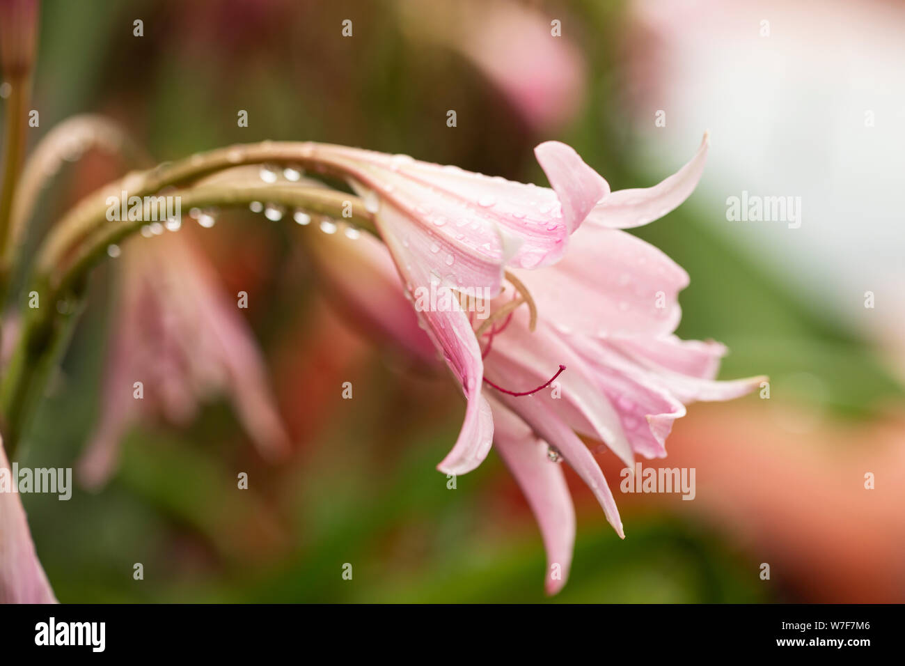 Crinum × powellii, a hybrid between C. bulbispermum (hardy swamplily) and C. moorei, with pale pink, lily-like flowers that bloom in late summer. Stock Photo