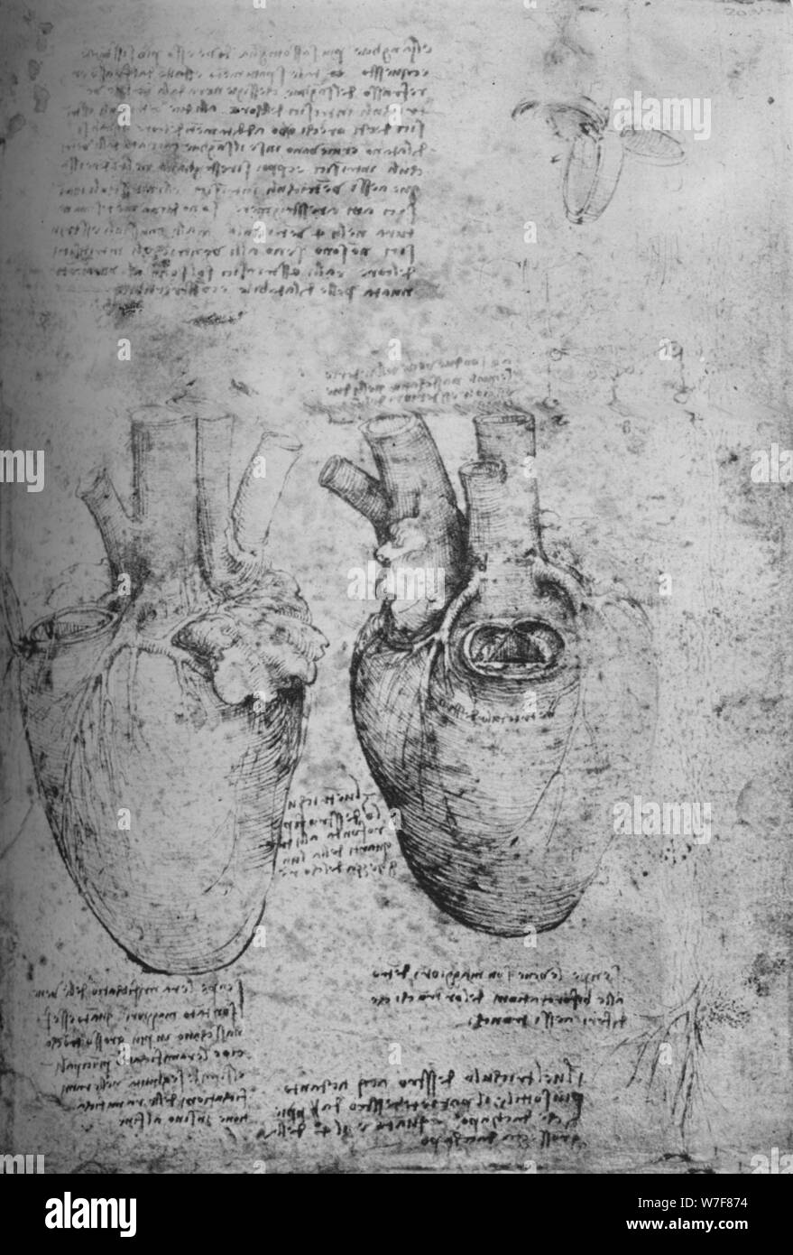 'Two Drawings of the Heart', c1480 (1945). Artist: Leonardo da Vinci. Stock Photo