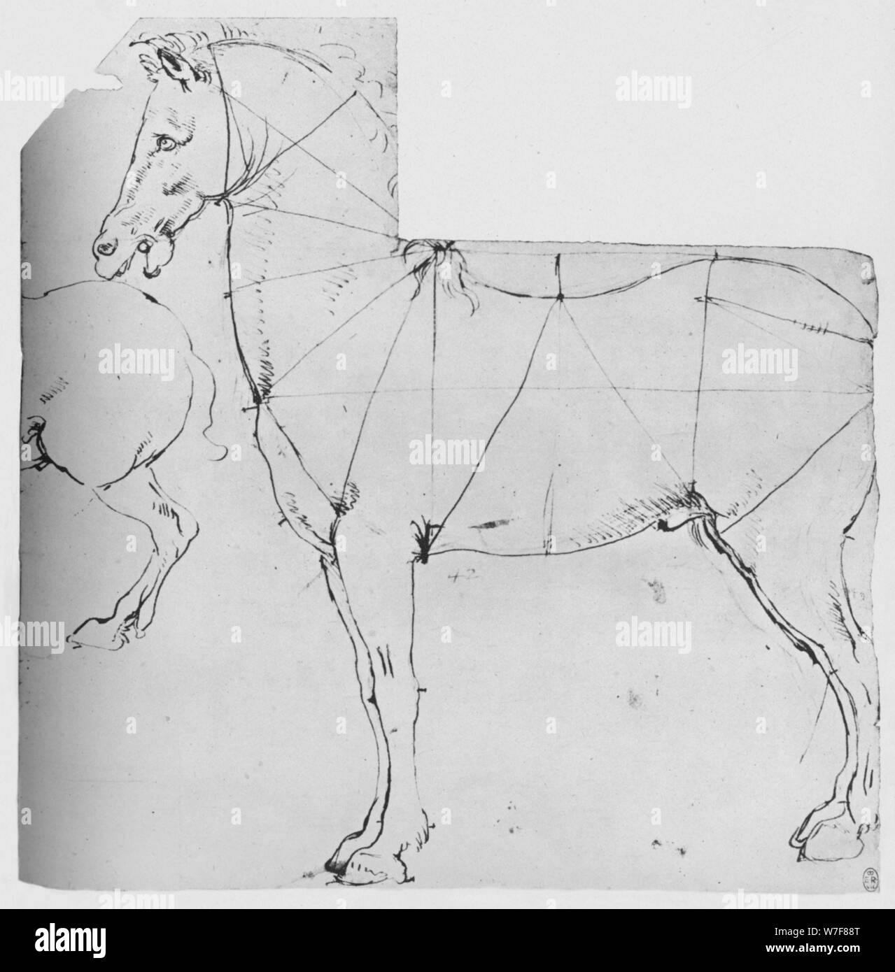 'Study of a Horse Marked Out for Measurement', c1480 (1945). Artist: Leonardo da Vinci. Stock Photo