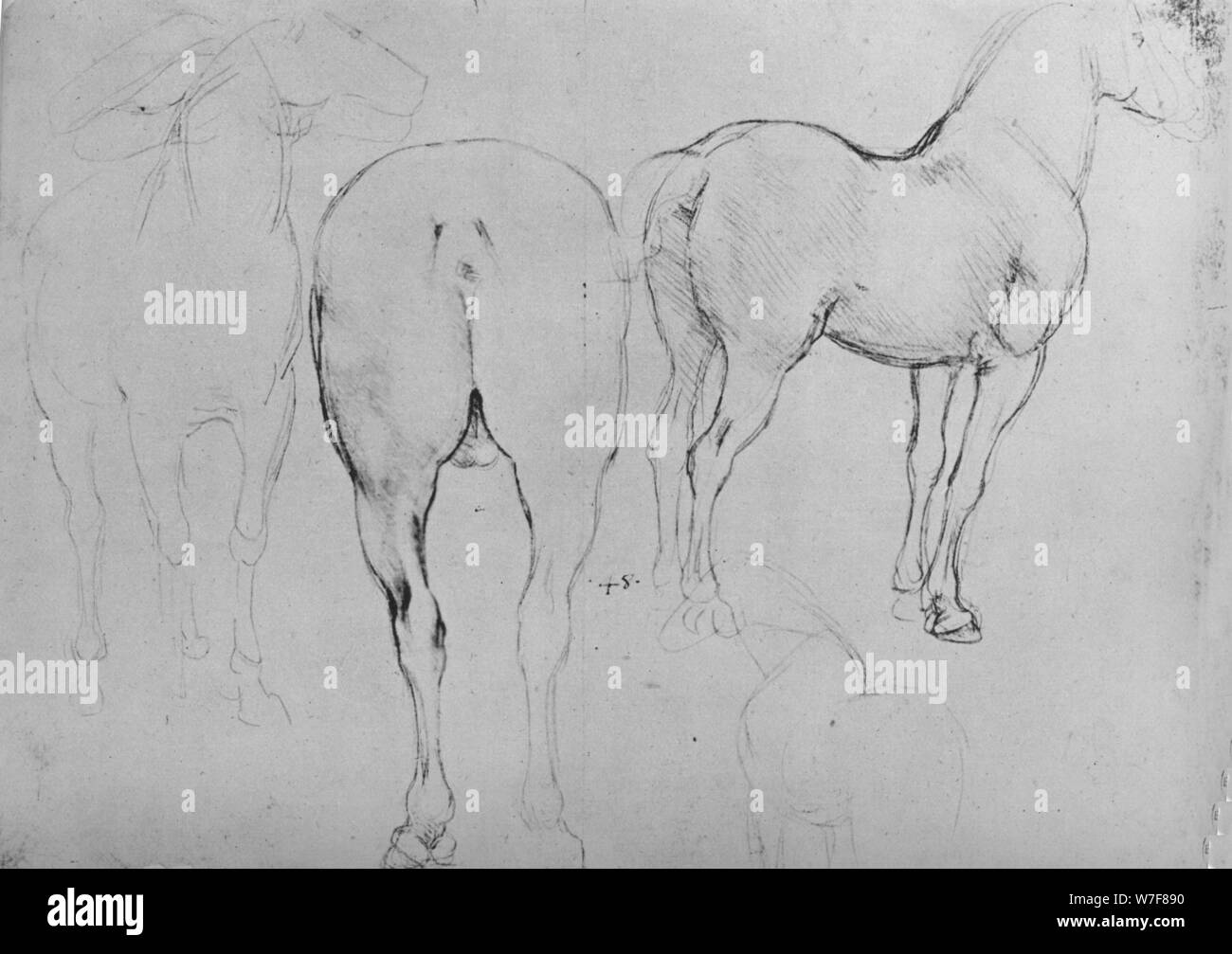 'Four Sketches of Horses', c1480 (1945). Artist: Leonardo da Vinci. Stock Photo