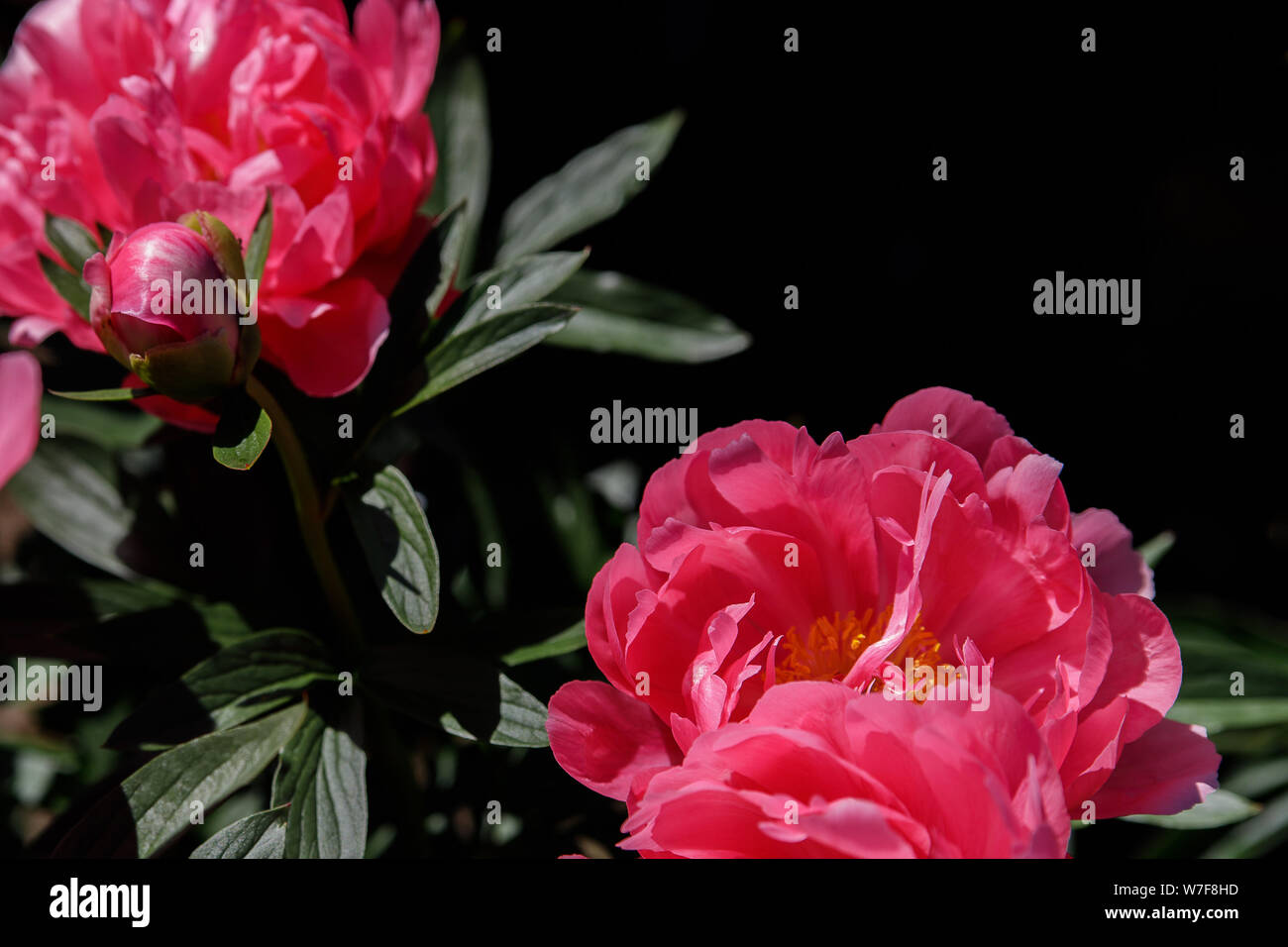 Pink peony flower on a blurred green background. Peony grade Ludovica. The concept of spring. Stock Photo
