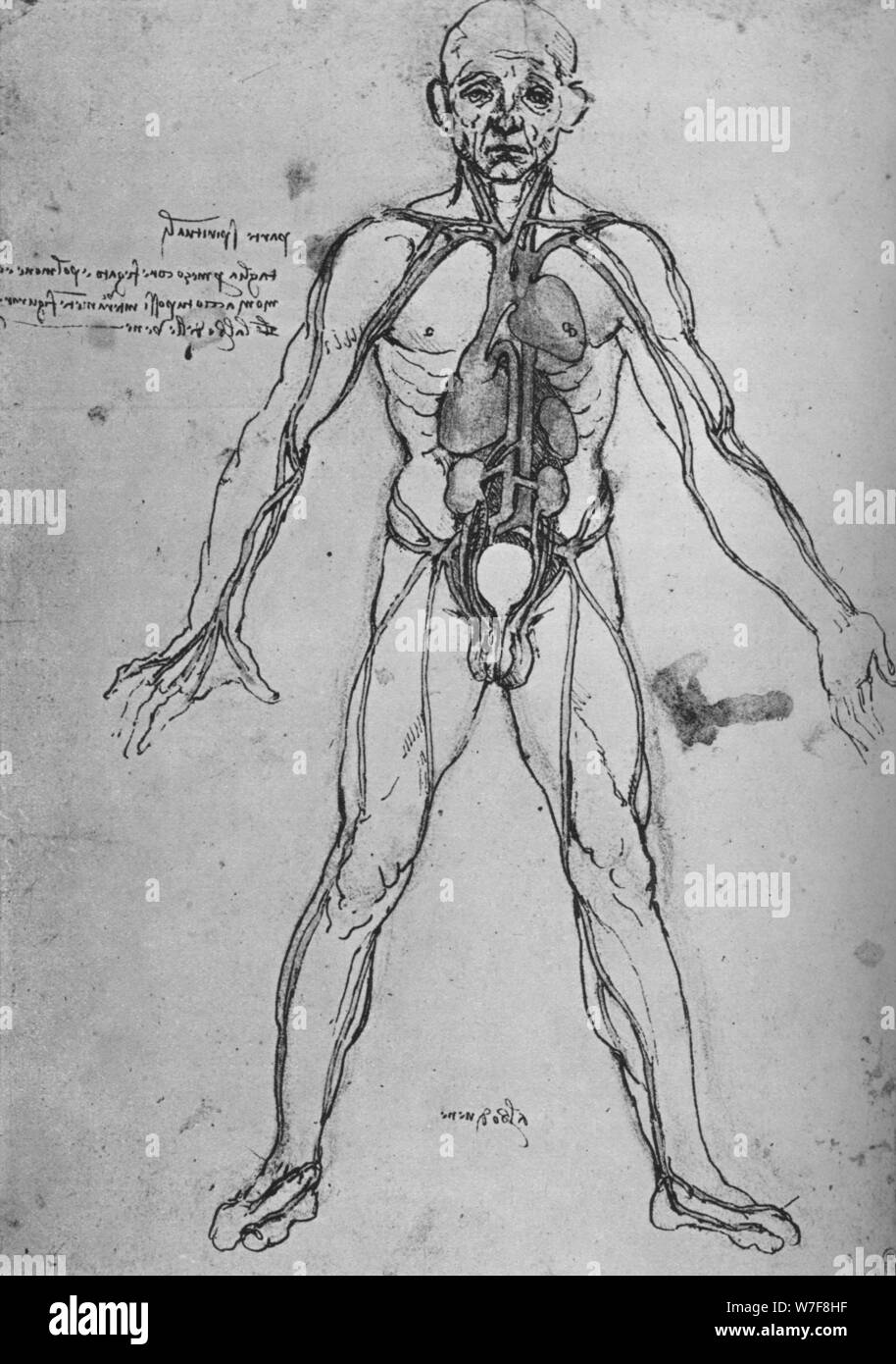 'Man Drawn as an Anatomical Figure to Show the Heart, Lungs and Main Arteries', c1480 (1945). Artist: Leonardo da Vinci. Stock Photo
