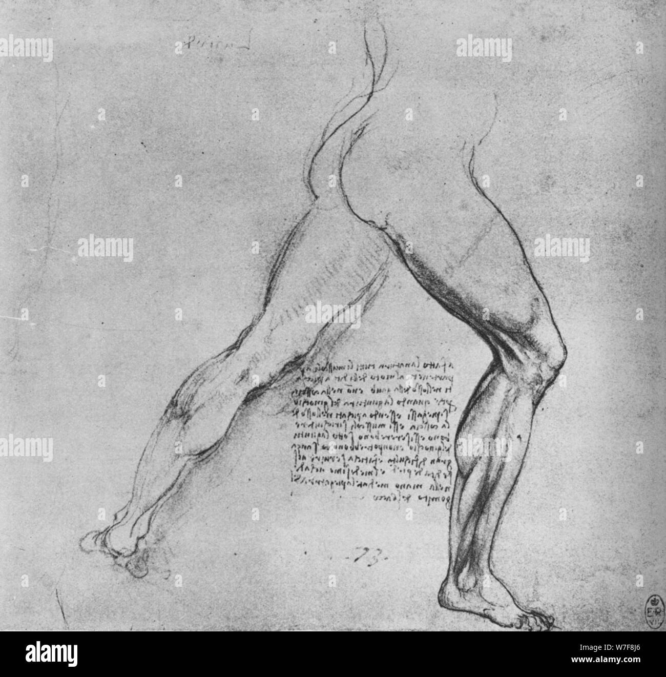 Man legs muscles anatomy Black and White Stock Photos & Images - Alamy