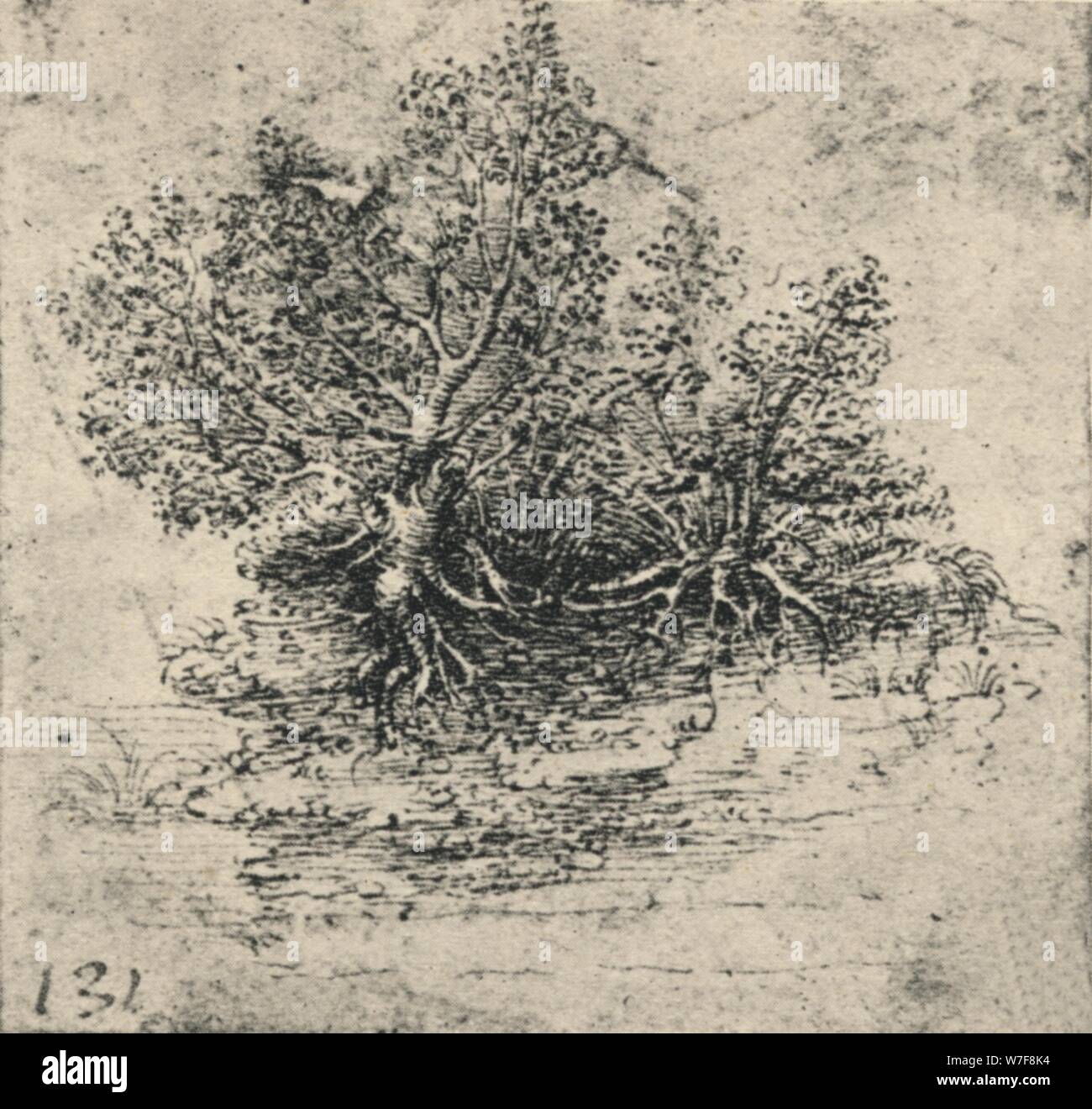 'Two Trees on the Bank of a Stream', c1480 (1945). Artist: Leonardo da Vinci. Stock Photo