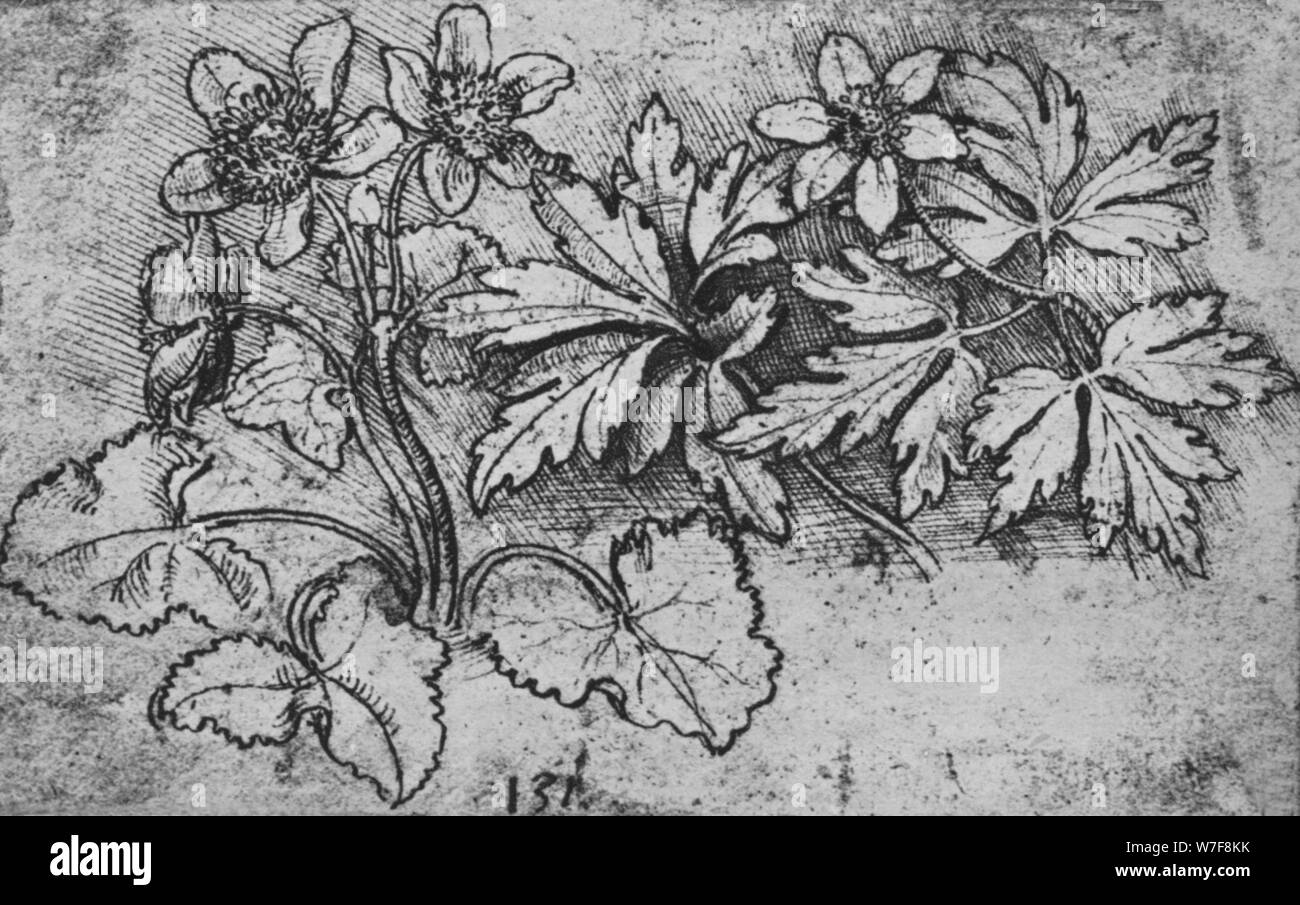 'Sketch of a Plant', c1480 (1945). Artist: Leonardo da Vinci. Stock Photo