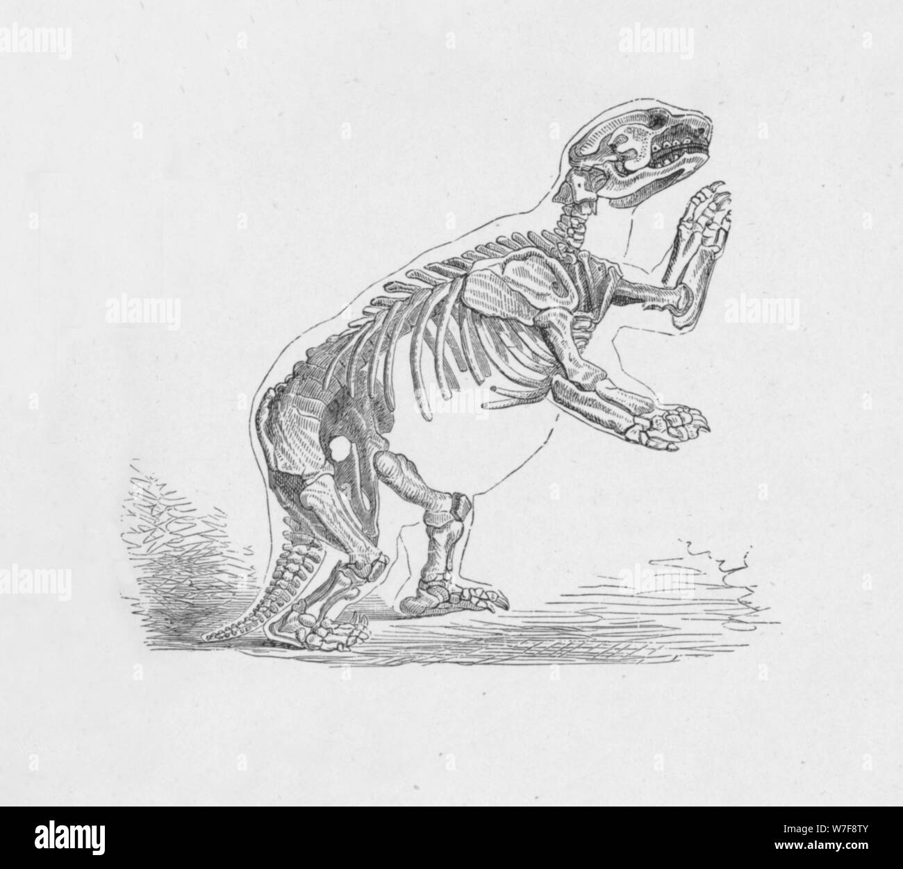 'Skeleton of the Mylodon Darwinii',  c1885, (1890). Artist: Robert Taylor Pritchett. Stock Photo