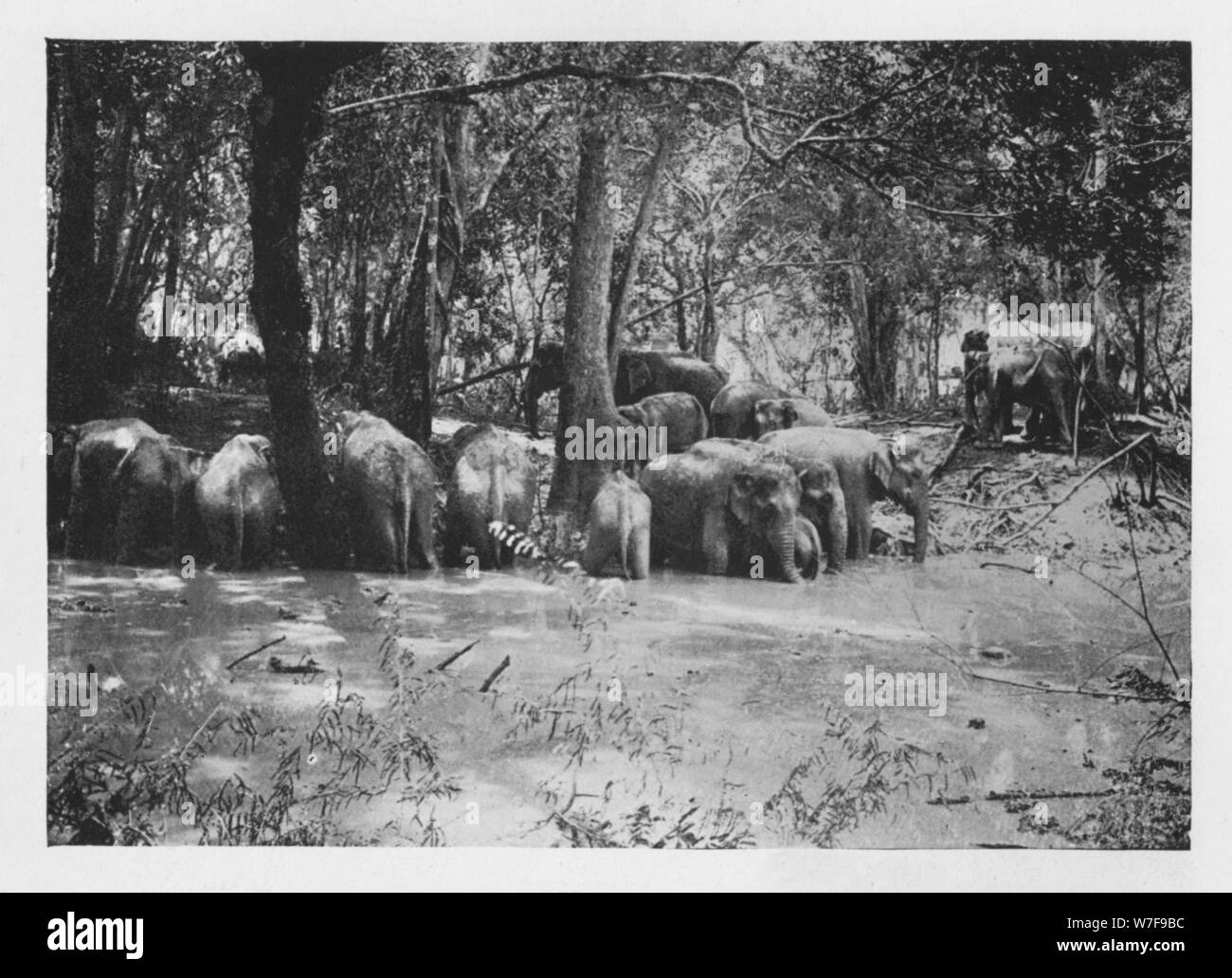 'Elephant Kraaling in Ceylon at a Waterhole inside the Stockade', c1890, (1910). Artist: Alfred William Amandus Plate. Stock Photo
