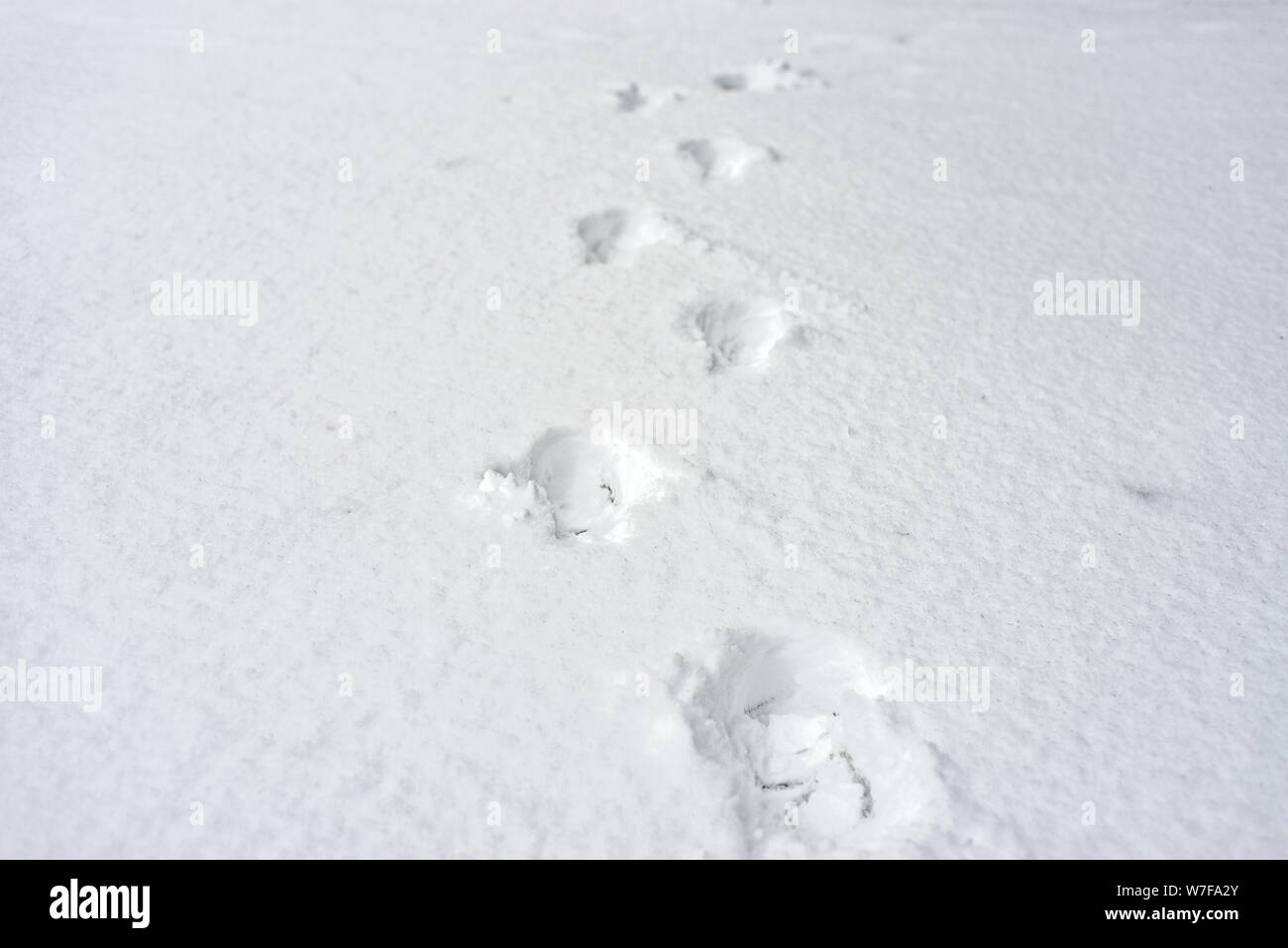 lonely traces of man on fresh fluffy snow Stock Photo