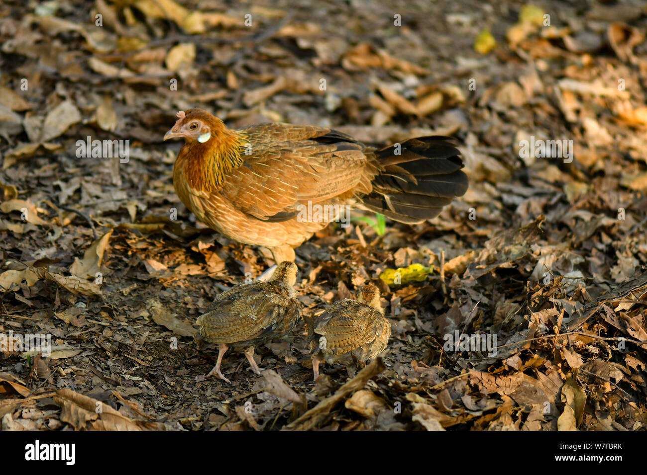 Hen teaching chicks how to find food in the wild by diging into the
