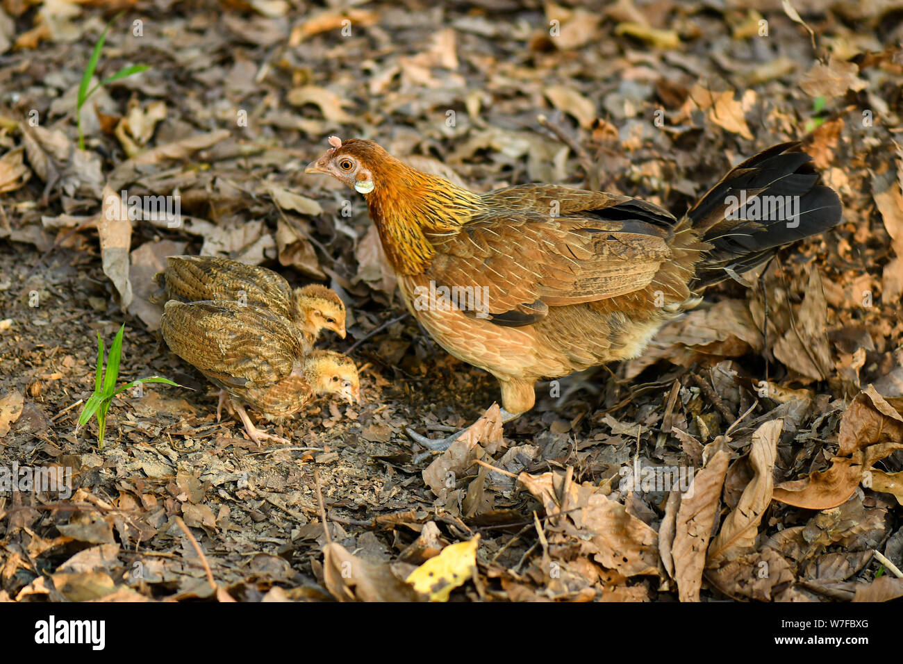 Hen teaching chicks how to find food in the wild by diging into the forest floor Stock Photo
