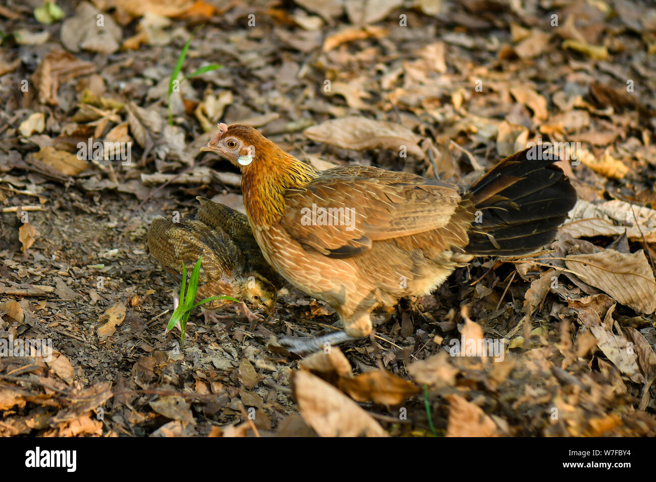 Hen teaching chicks how to find food in the wild by diging into the forest floor Stock Photo