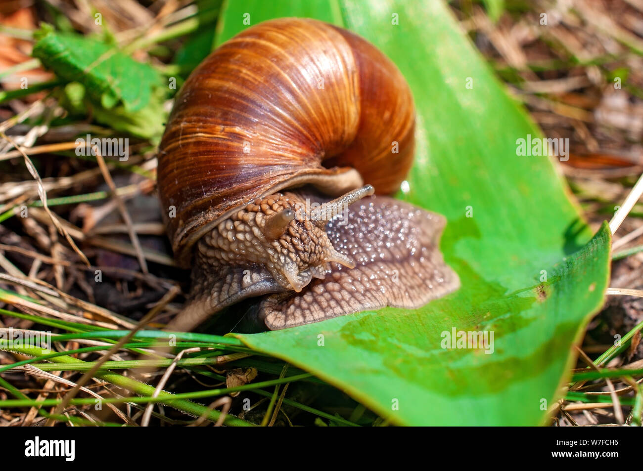 Big snail crawls on a leaf Stock Photo