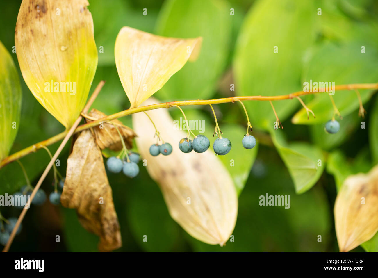 Blue berries on a Polygonatum odoratum plant, known as Solomon's seal,  in family Asparagaceae. This flowering plant is native to Europe and Asia. Stock Photo