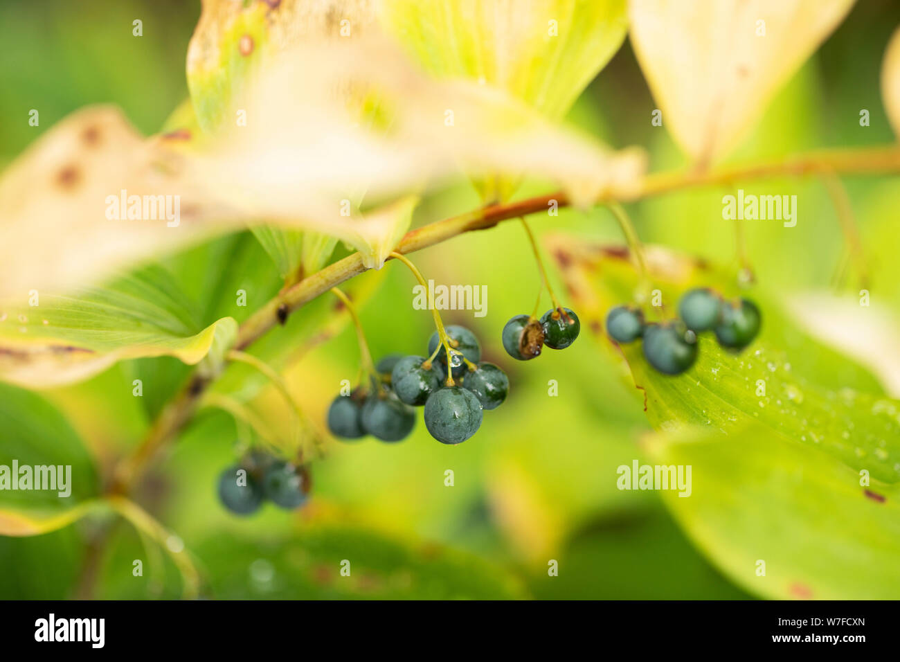 Blue berries on a Polygonatum odoratum plant, known as Solomon's seal,  in family Asparagaceae. This flowering plant is native to Europe and Asia. Stock Photo