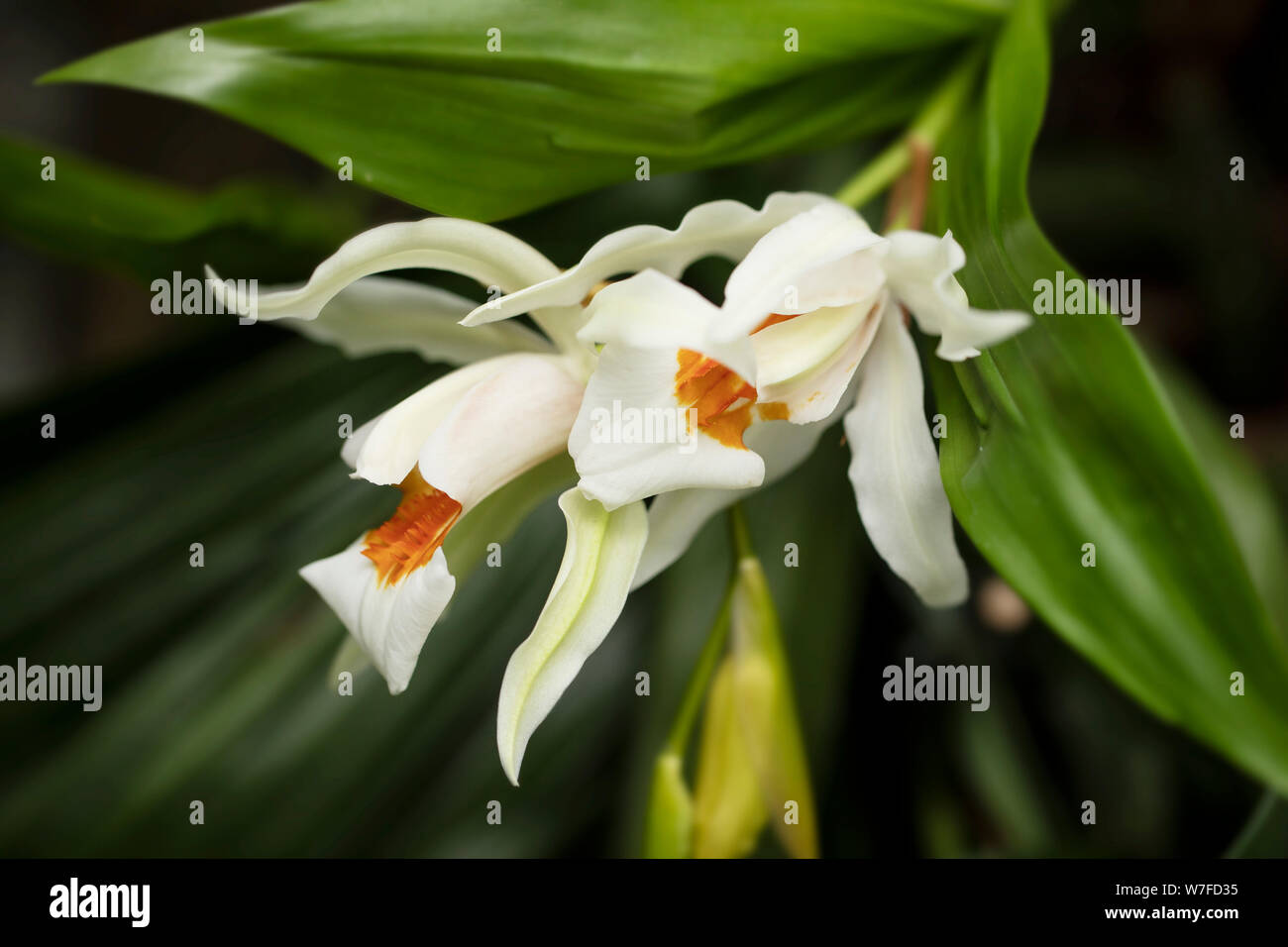 Coelogyne hybrid orchid in variety Memoria Wilhelm Micholitz, growing in a greenhouse. Stock Photo