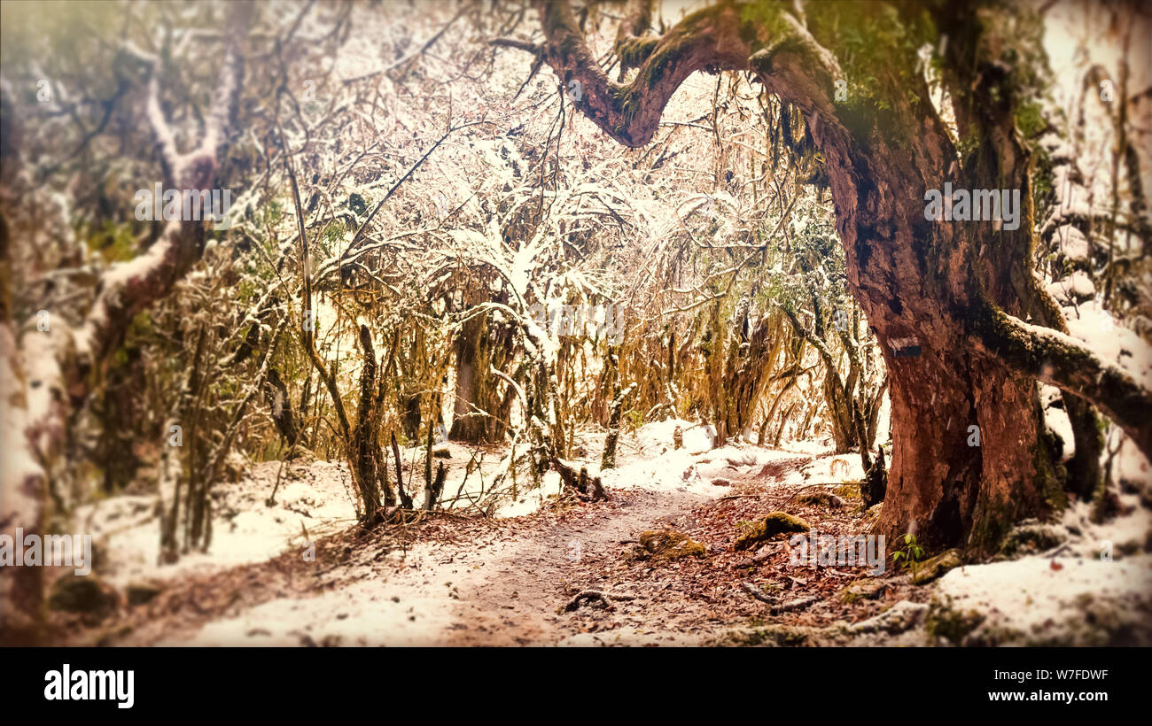 Hike in nepal jungle hi-res stock photography and images - Alamy
