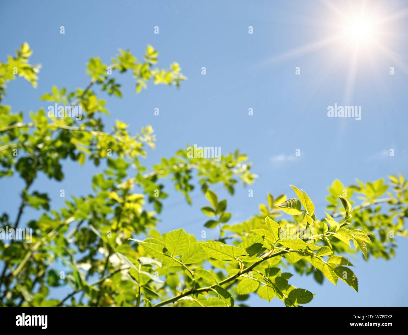 Green leaves on the sky blue background hi-res stock photography and ...