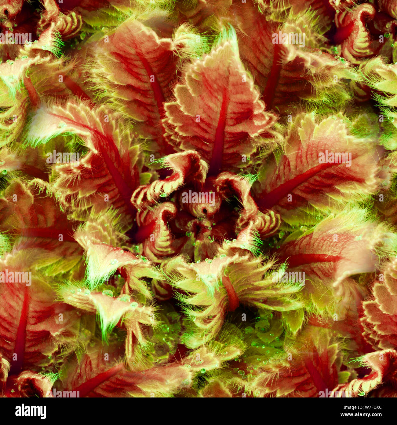 Seamless abstract flowers hi-res stock photography and images - Alamy