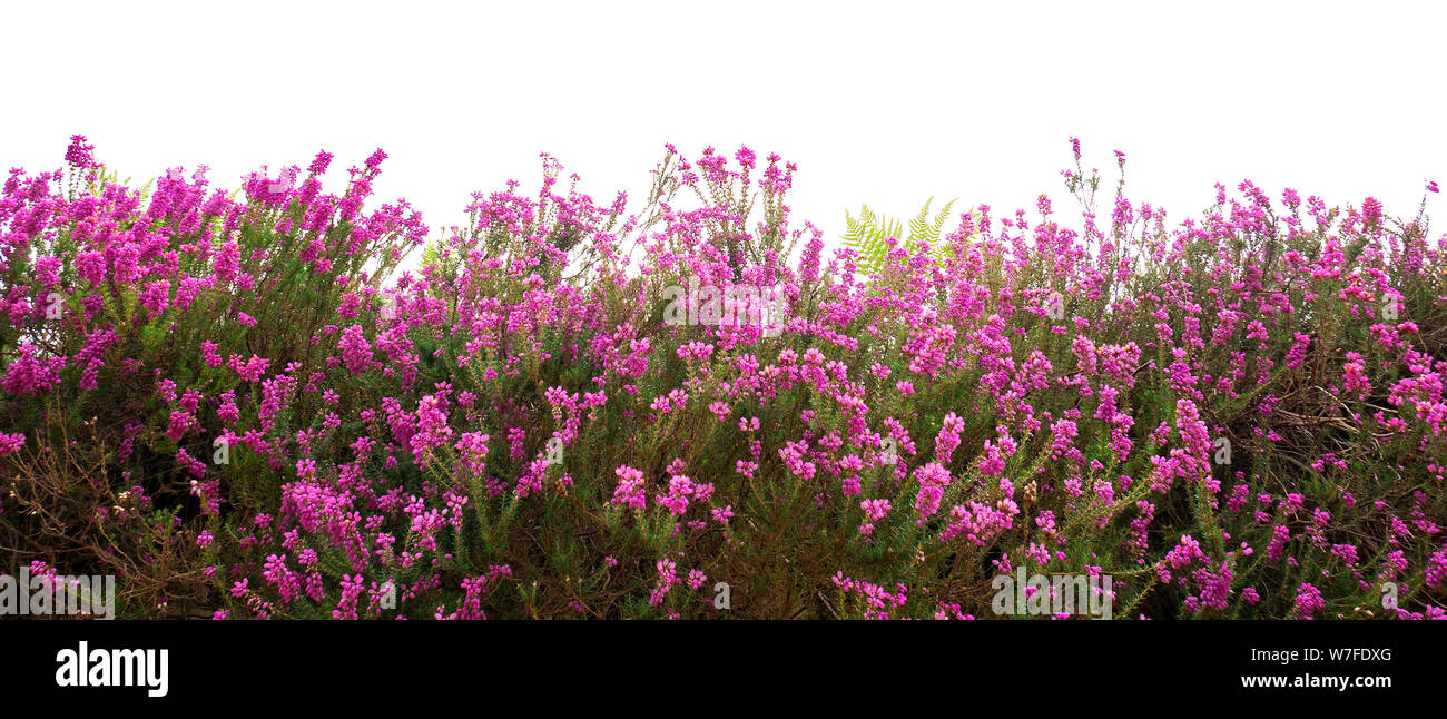 Wildflowers and border hi-res stock photography and images - Alamy