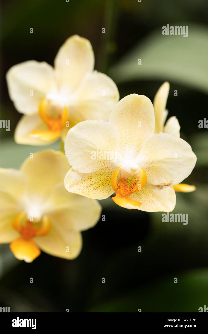 A yellow Phalaenopsis hybrid orchid growing in a greenhouse. Stock Photo