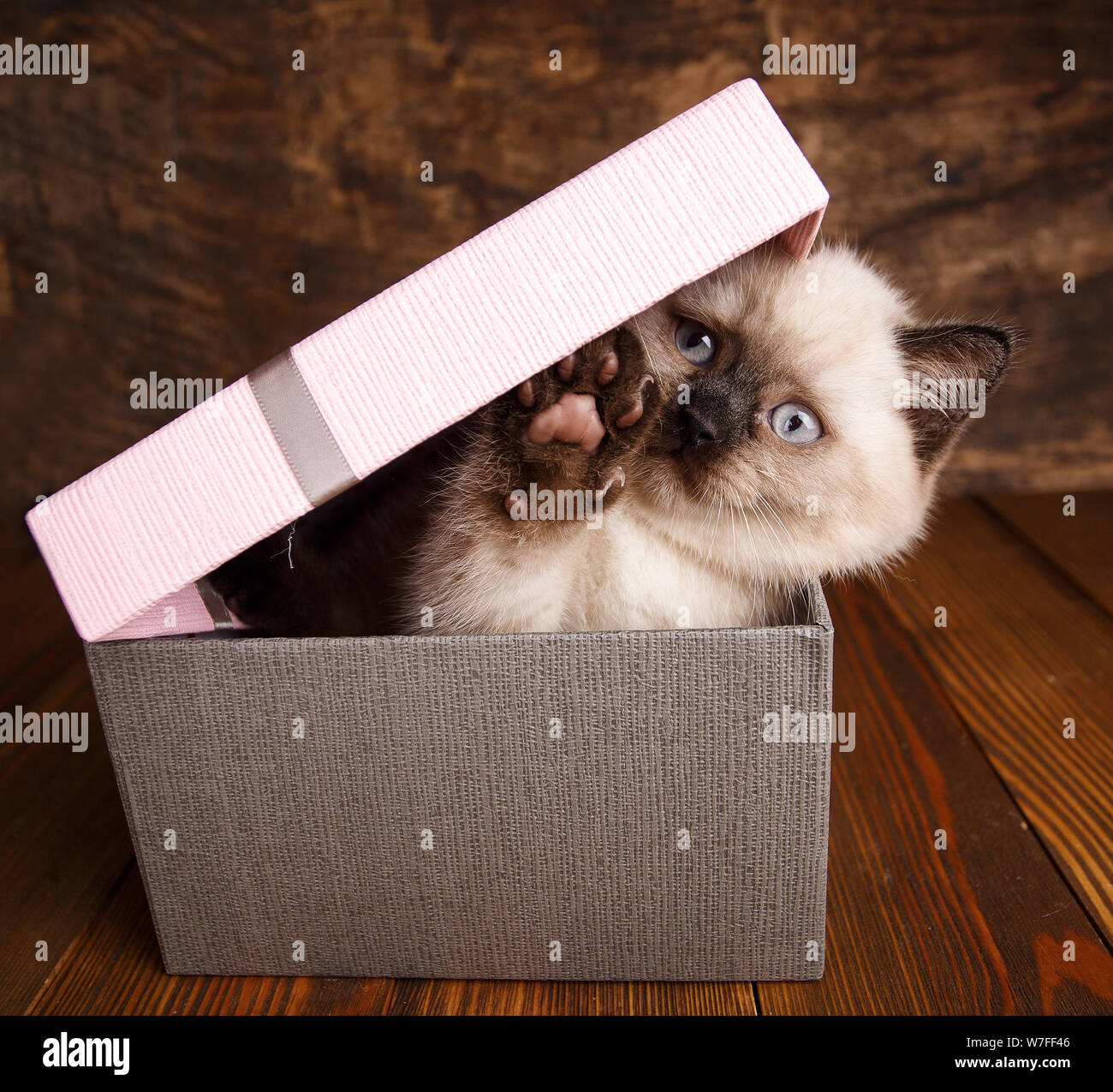 Scottish straight cat cream color. Fluffy kitten is playing Stock Photo ...