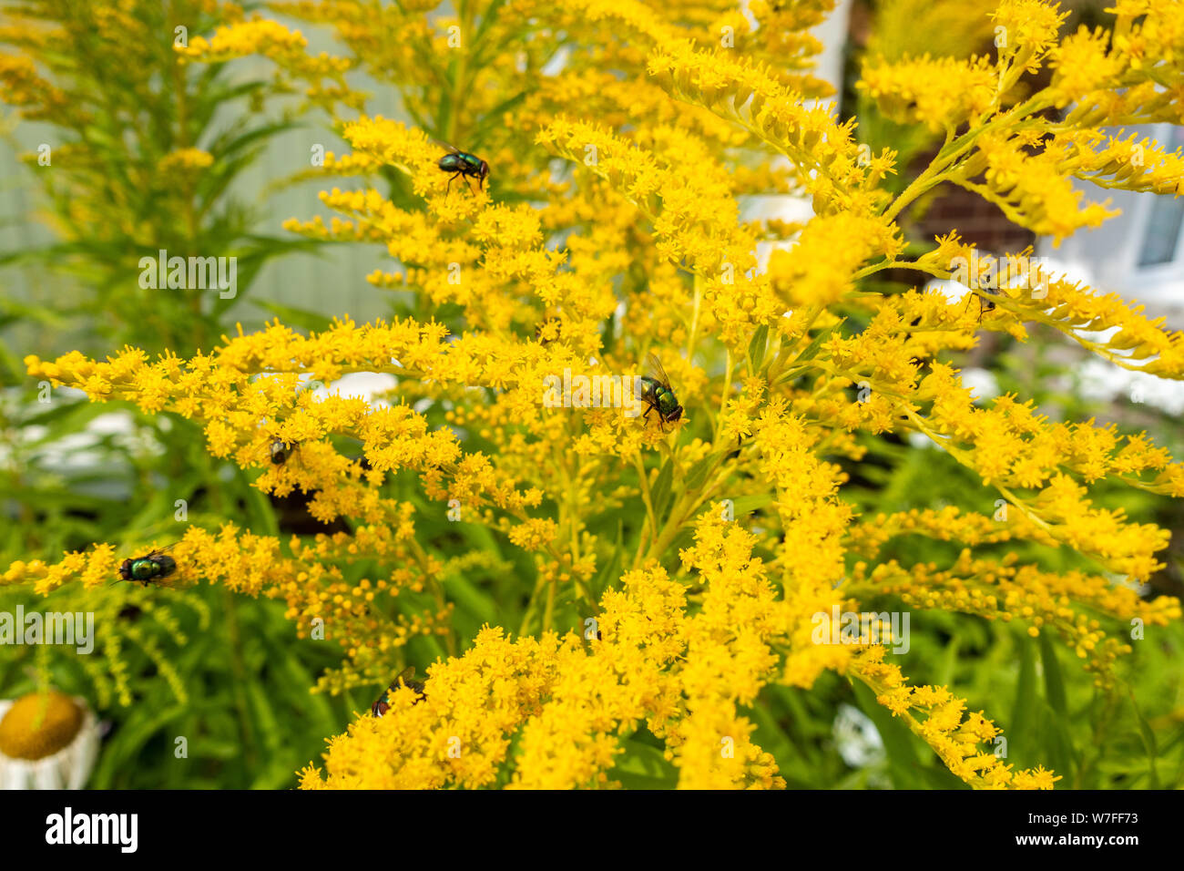 Goldenrod or Solidago flowers with green bottle flies visiting. Stock Photo