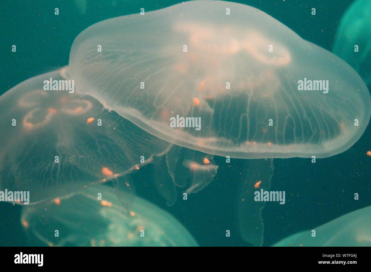 Jellyfish in the sea illuminated lights Stock Photo - Alamy