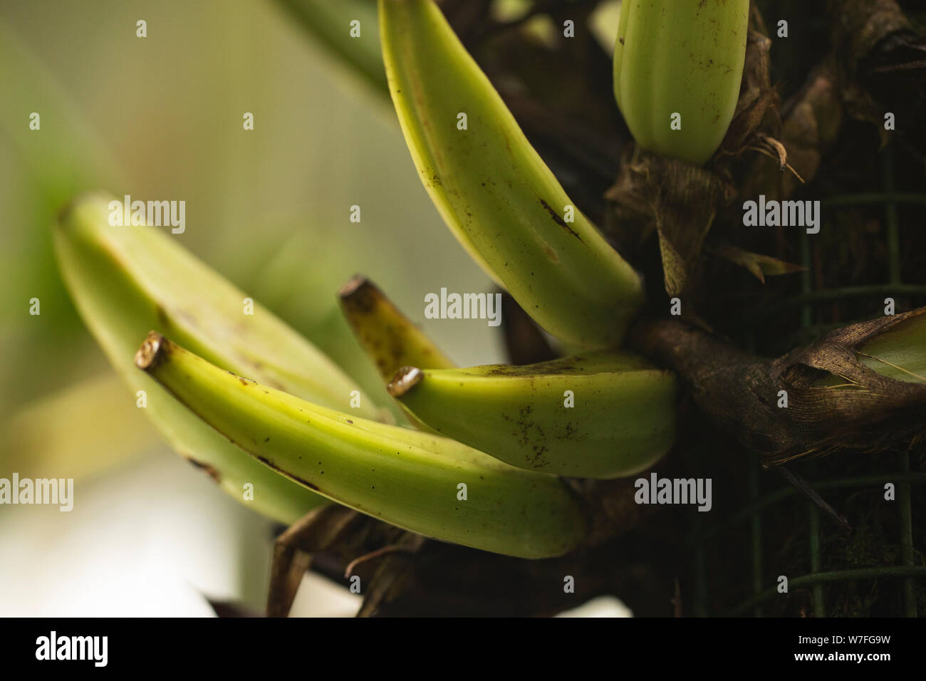 Plantains, sometimes called cooking bananas, growing on a tree in a