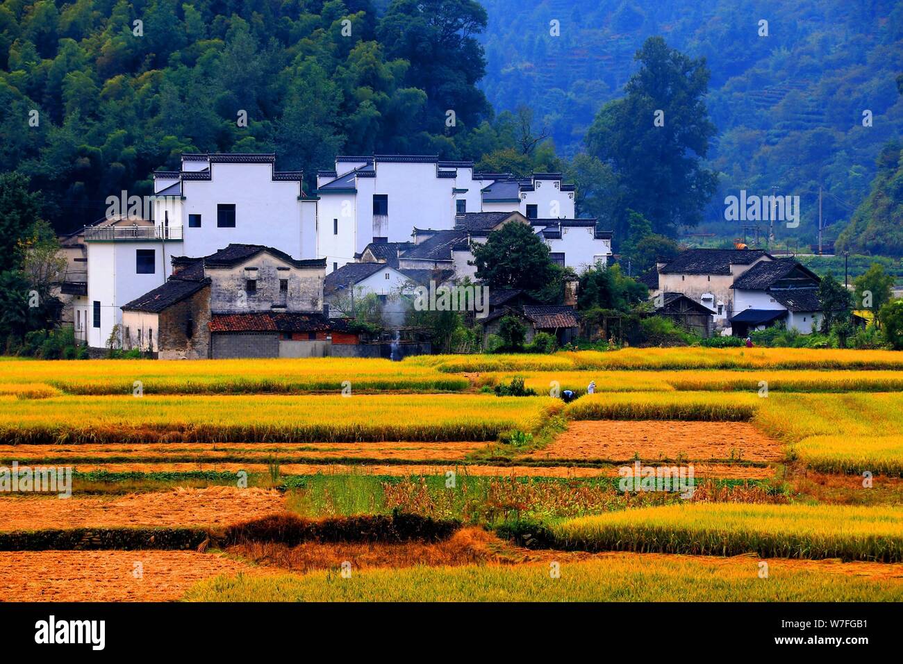 Paddy rice fields hi-res stock photography and images - Alamy