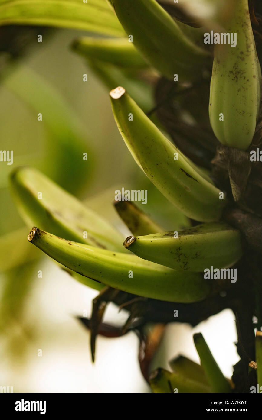 Plantains, sometimes called cooking bananas, growing on a tree in a