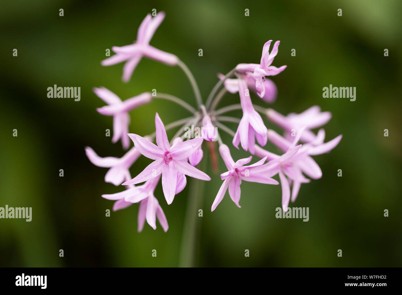 Tulbaghia violacea, known as society garlic, pink agapanthus, wild garlic, sweet garlic, spring bulbs, or spring flowers, native to southern Africa. Stock Photo