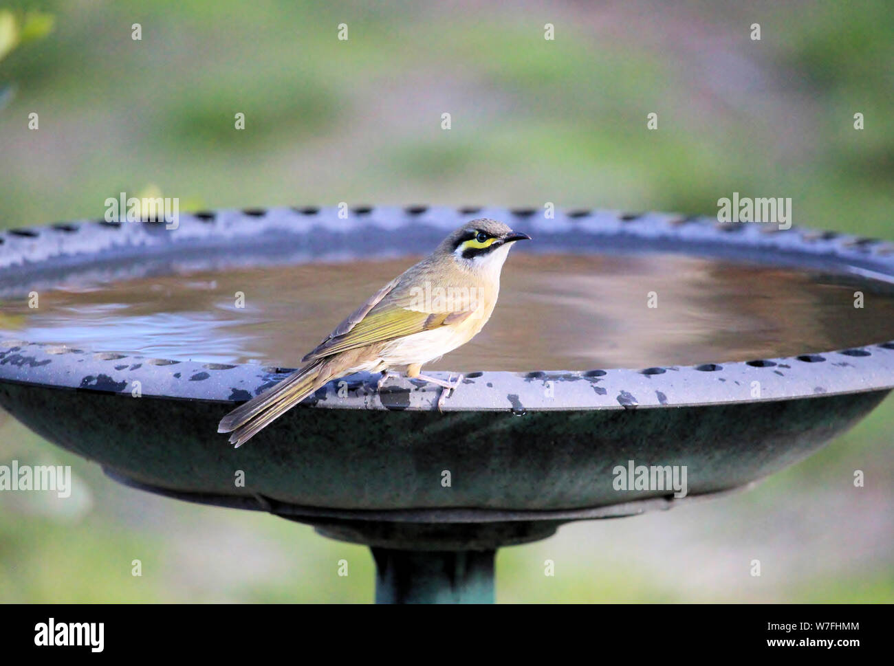 Australian bird bath hires stock photography and images Alamy