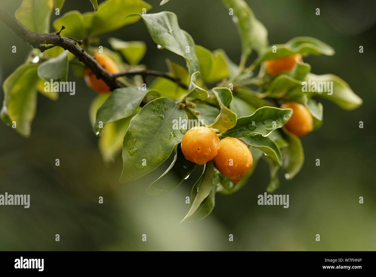 An oval kumquat or Nagami kumquat tree (Citrus margarita) after a rain shower. The former classification was Fortunella margarita. Stock Photo