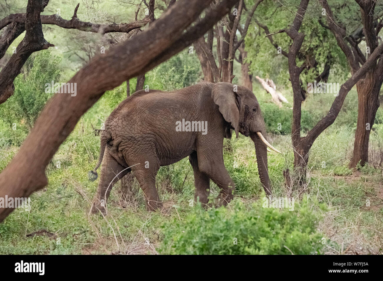 A herd of African Bush Elephant (Loxodonta africana), Photographed at Lake Manyara National Park, Tanzania Stock Photo