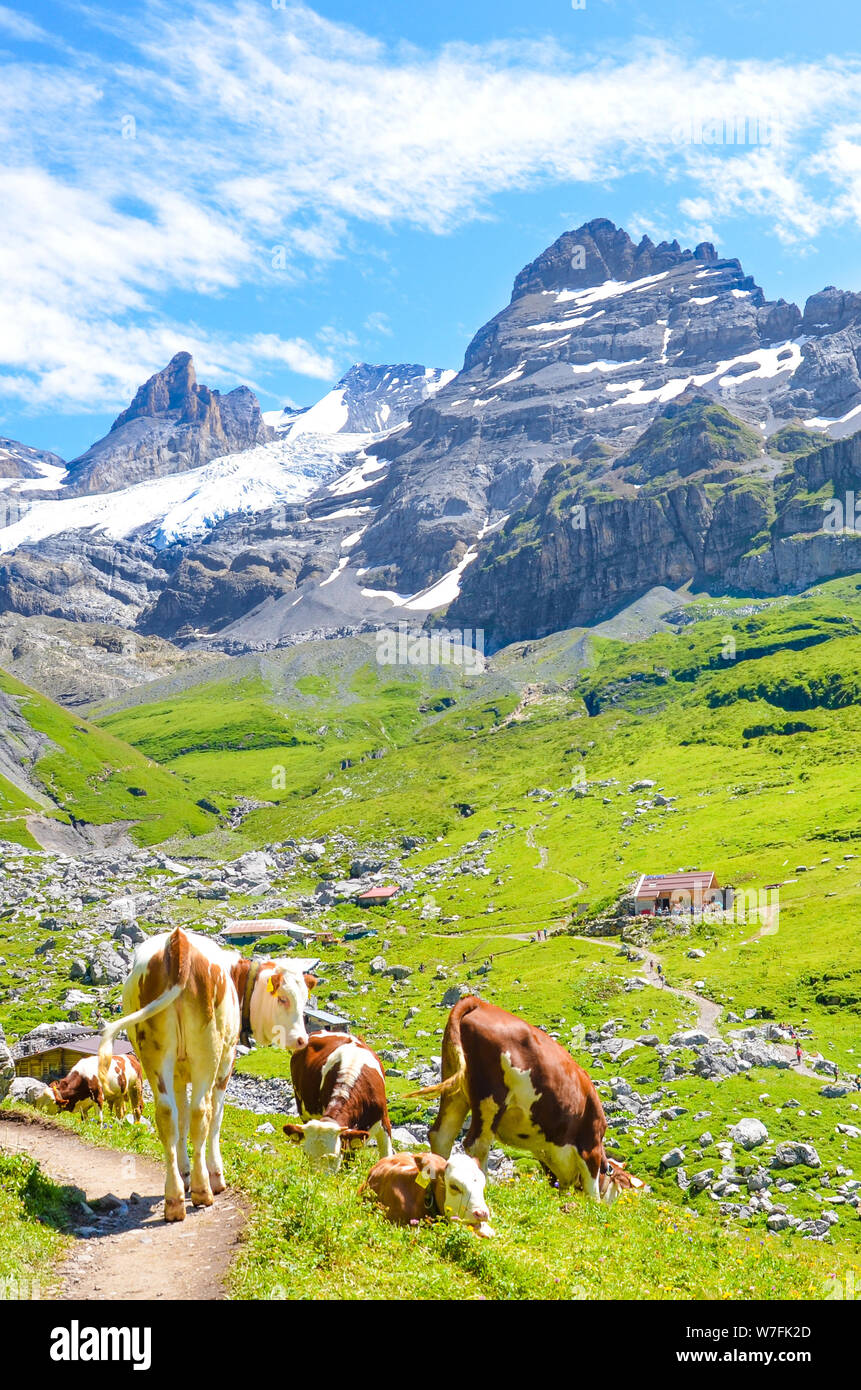 Vertical photography of cows on green hills in Swiss Alps near Kandersteg.  Mountains and rocks in background. Switzerland summer. Alpine landscape.  Sunny day. Green hilly landscapes. Farm animals Stock Photo - Alamy